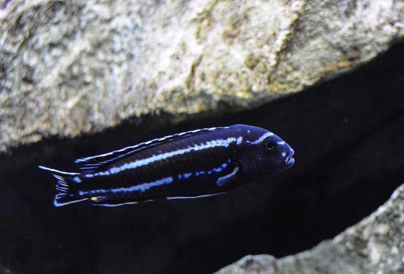 Pseudotropheus cyaneorhabdos 'Maingano Island'